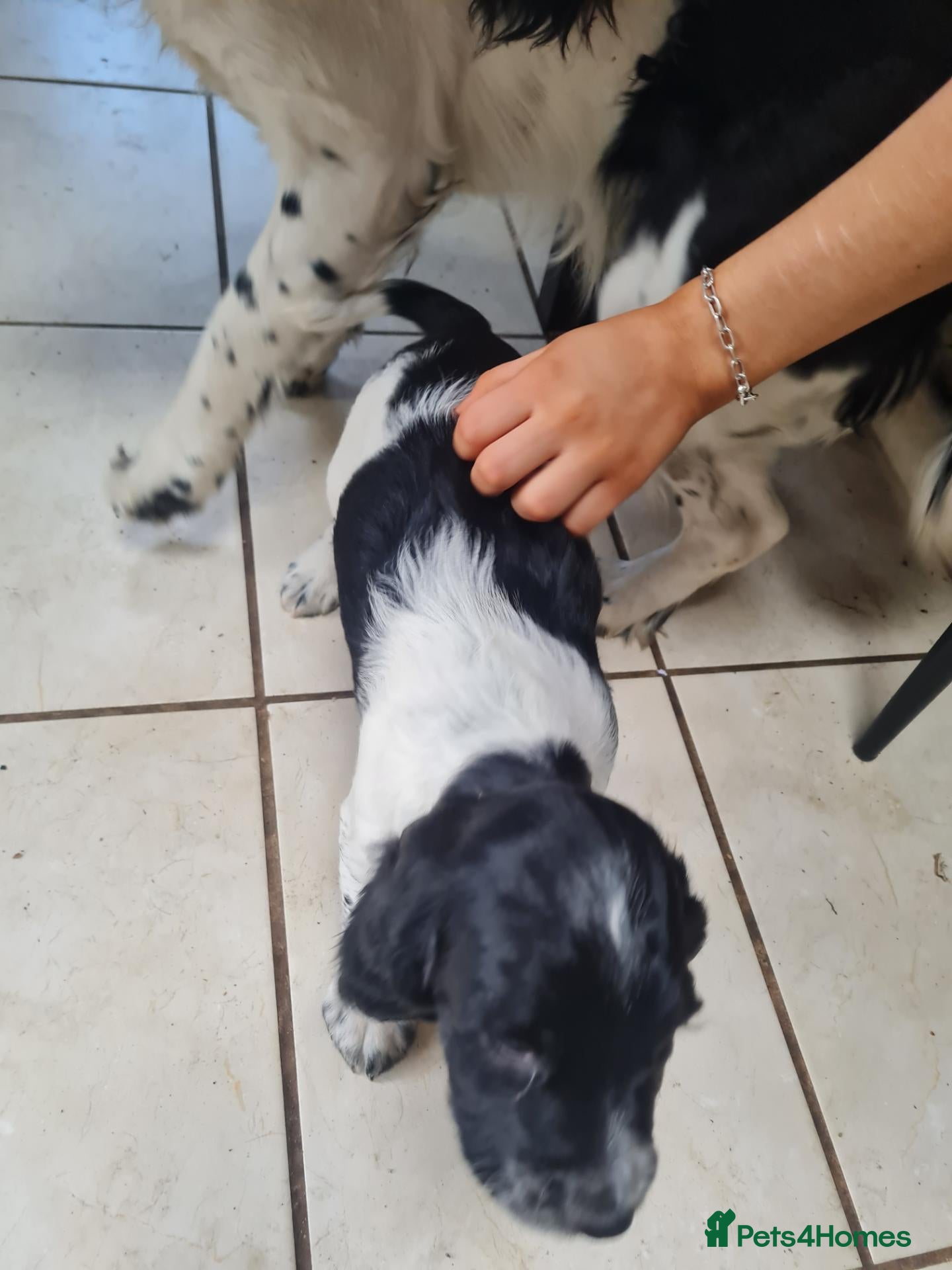 English Springer Spaniel dogs Two boys left  - Advert 3