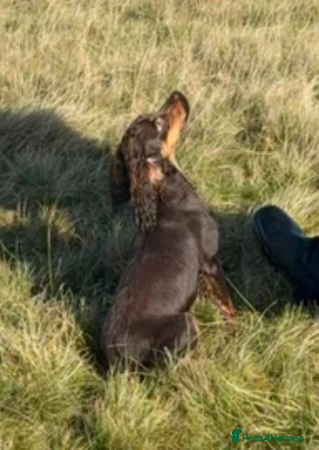 Cocker Spaniel dogs for stud: Chocolate & tan cocker spaniel for stud - Advert 2