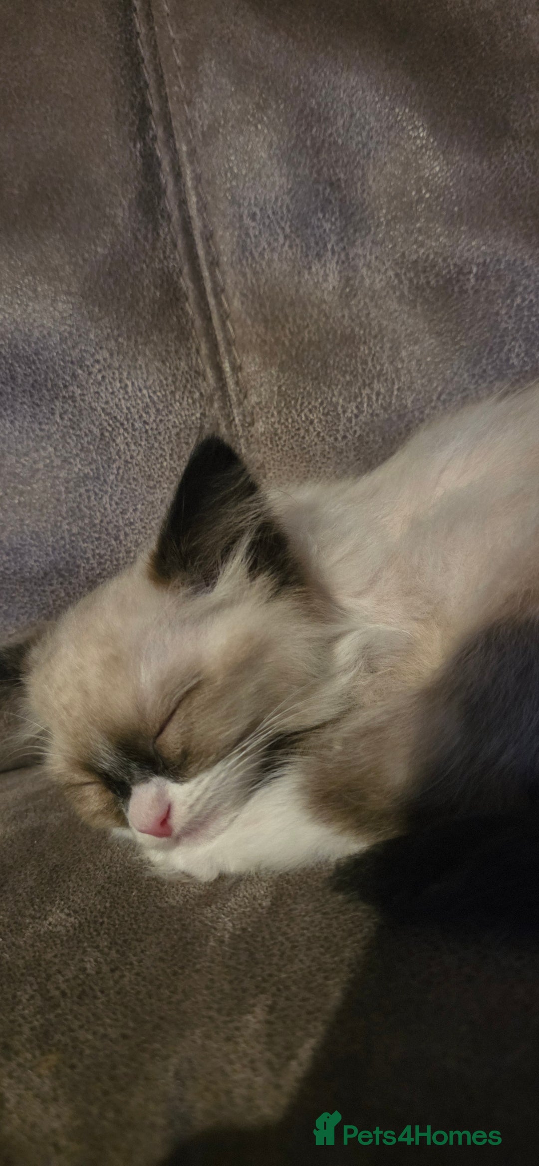 Ragdoll cats for sale: Ragdoll kitten for sale  - Advert 4