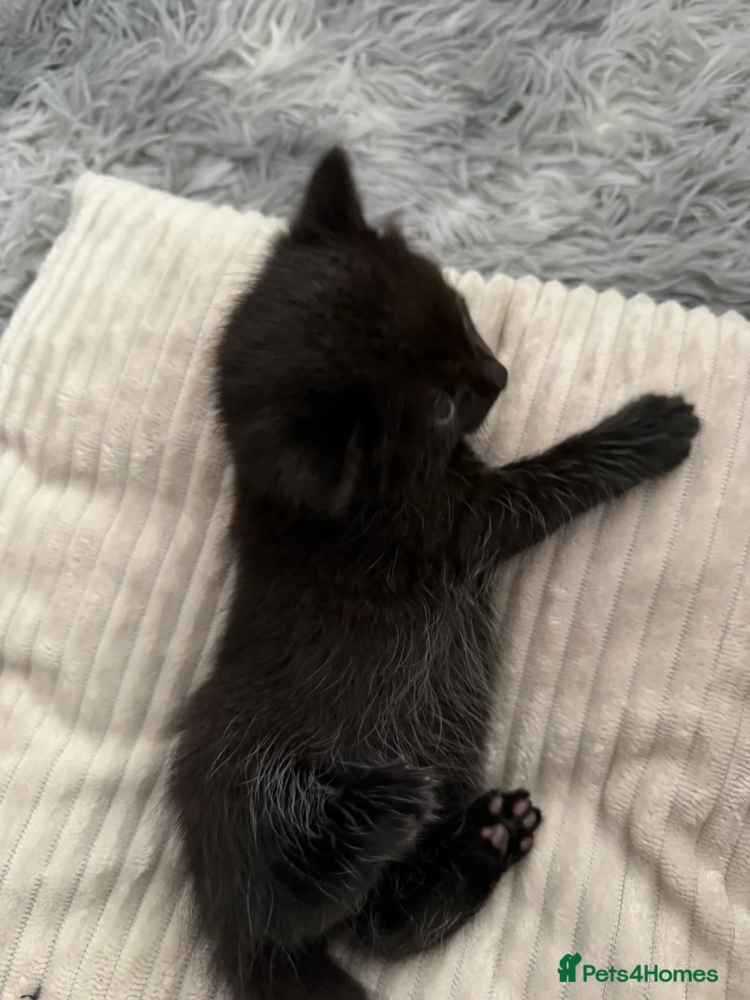 Mixed Breed cats for sale: Very beautiful marbled and striped cats - Advert 2