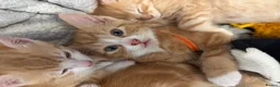 Mixed Breed cats for sale: Ginger and white kittens  - Advert 11