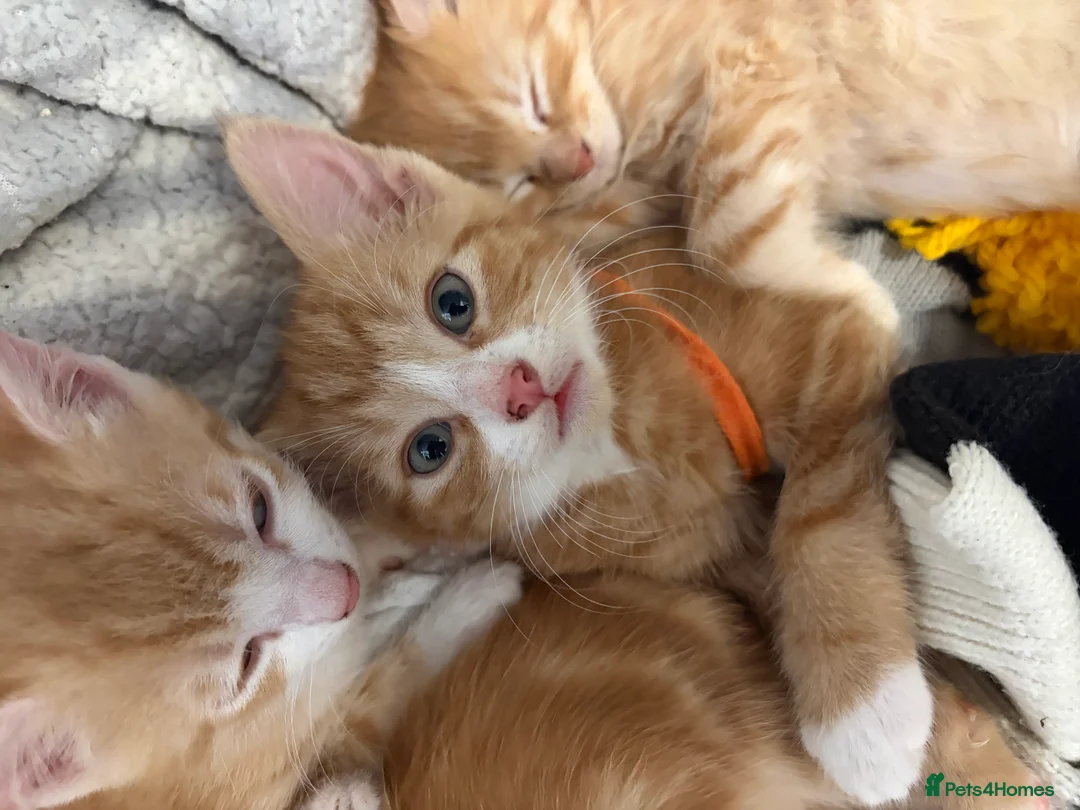 Mixed Breed cats for sale: Ginger and white kittens  - Advert 11