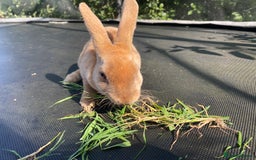 Rex rabbits for sale: Last mini Rex Rabbit available & ready now!!! in Wotton-under-Edge - Image 7