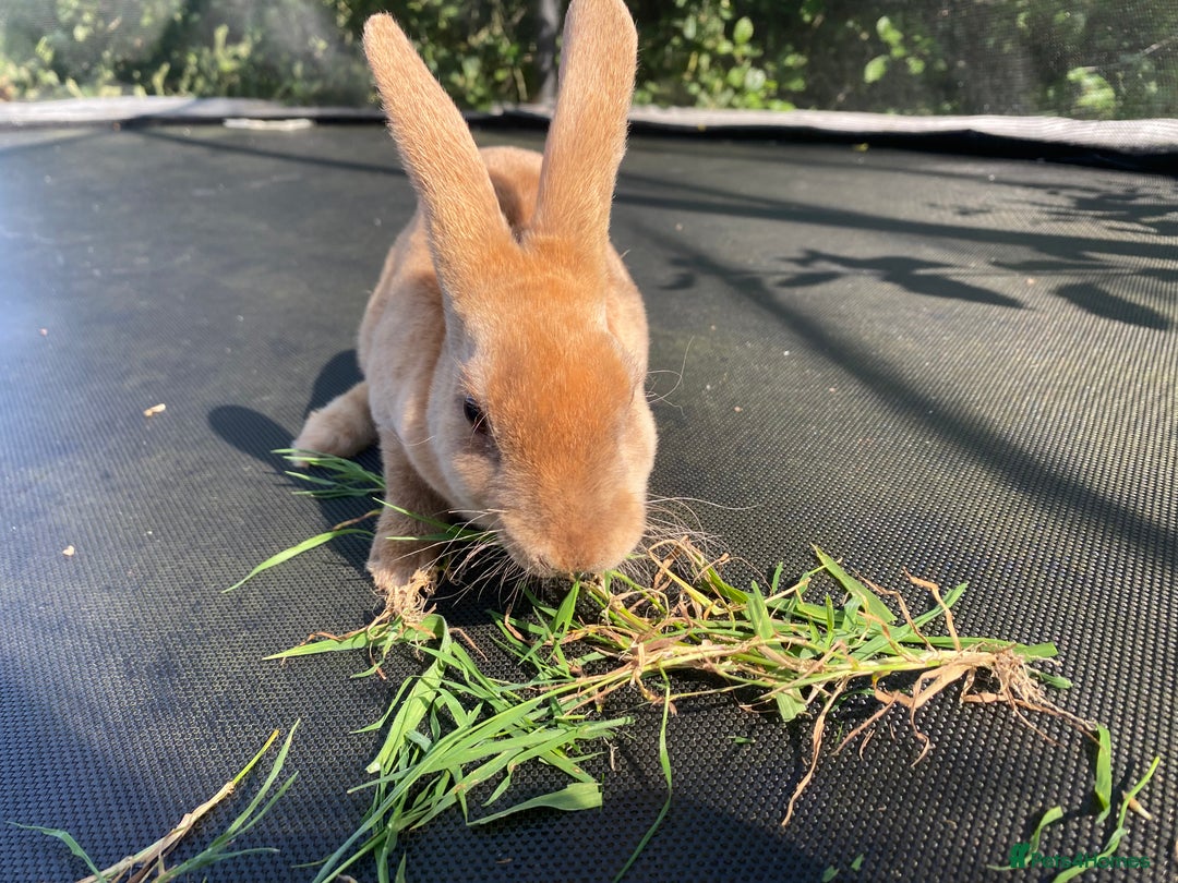 Rex rabbits for sale: Last mini Rex Rabbit available & ready now!!! in Wotton-under-Edge - Image 7