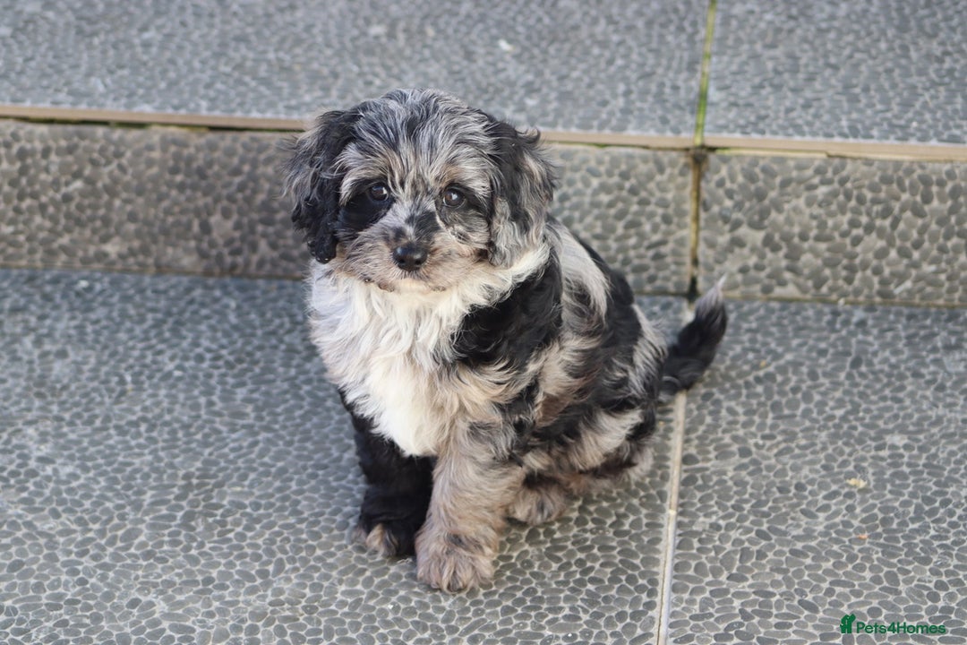 Cavapoo dogs for sale: Beautiful Cavapoochons for sale  - Image 38