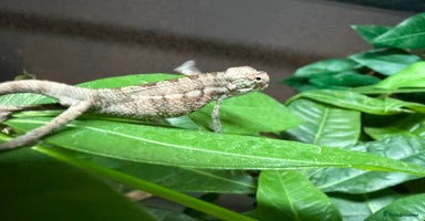 Chameleon reptiles - Advert 5