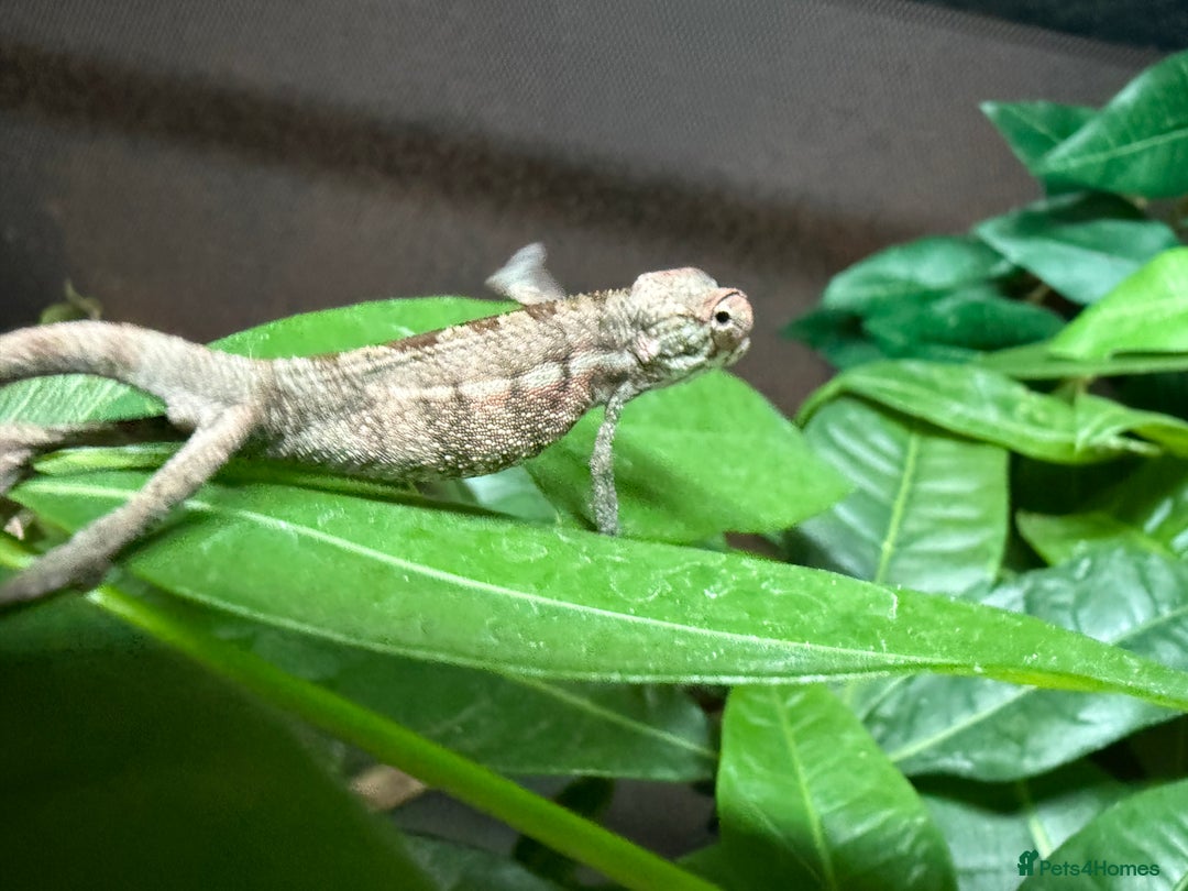 Chameleon reptiles for sale: Stuning bluebar ambilobe chameleons male female - Image 3