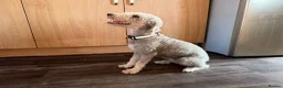 Bedlington Terrier dogs for sale: Bedlington terrier puppy CT Clear - Advert 7