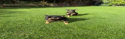 Miniature Pinscher dogs for sale: Miniature Pinchers looking for new homes. - Advert 4