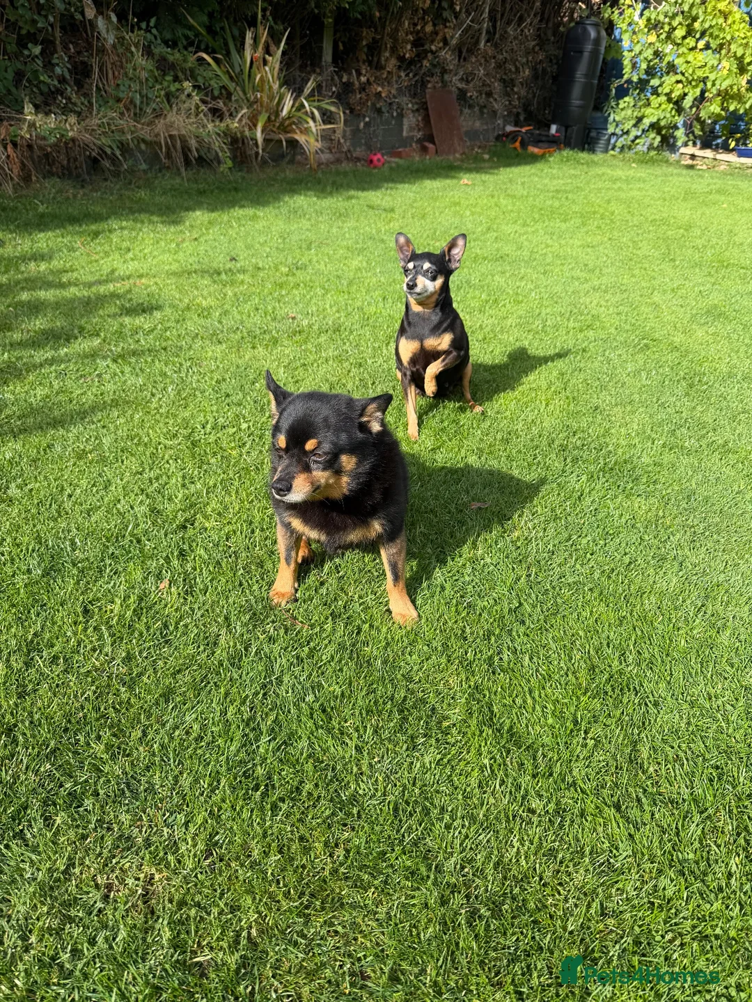 Miniature Pinscher dogs for sale: Miniature Pinchers looking for new homes. - Advert 4