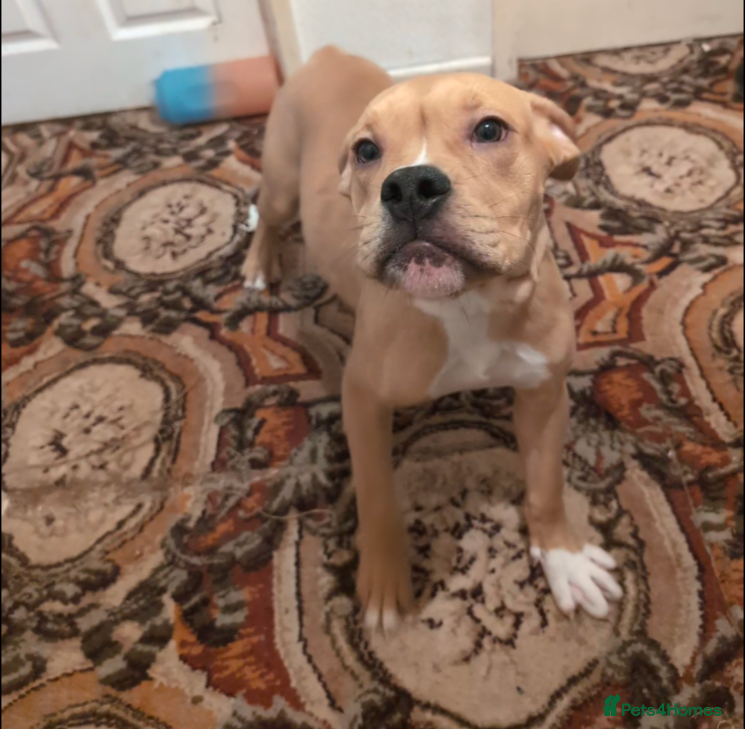 English Bulldog dogs for sale: olde English bulldogs OPEN TO OFFERS. - Advert 26