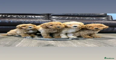 Cavapoo dogs - Advert 7