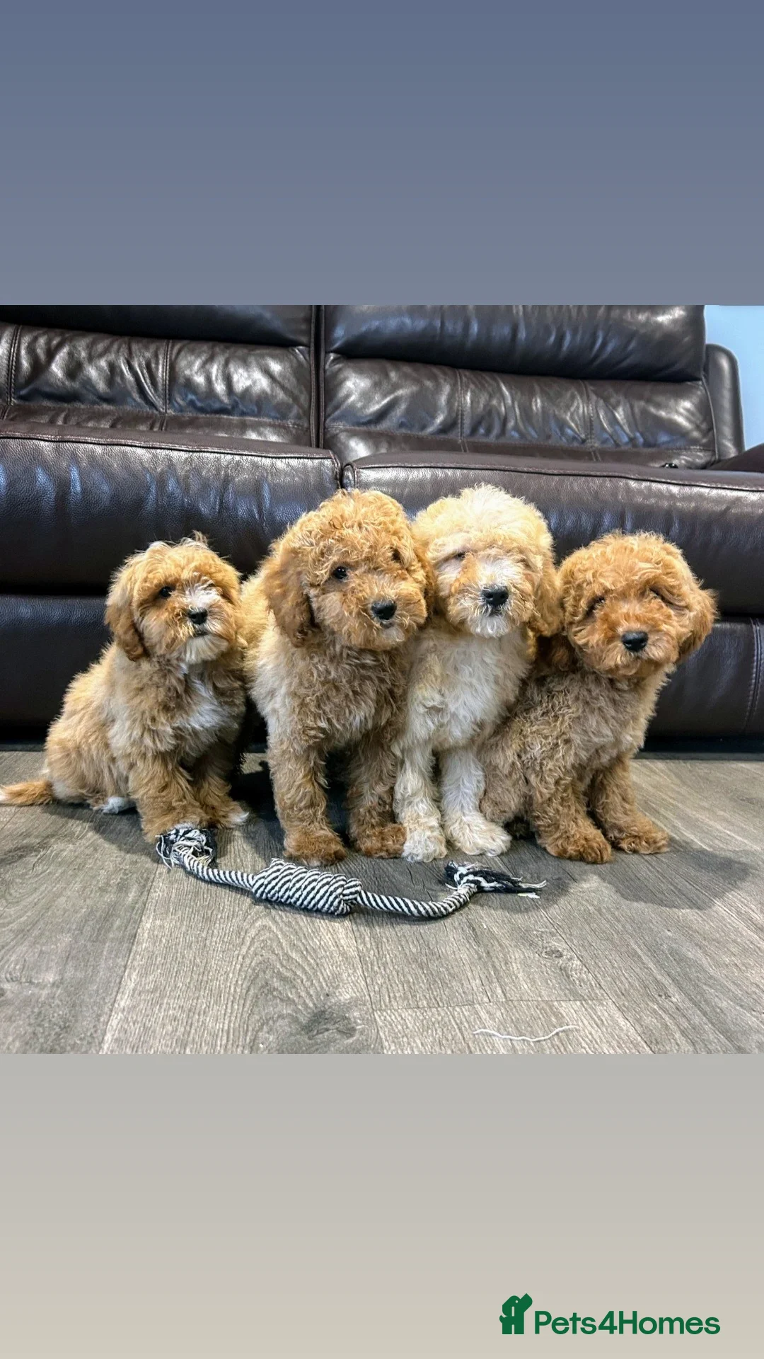 Cavapoo dogs for sale: Adorable Cavapoos ready for their new families 🐾 - Image 2