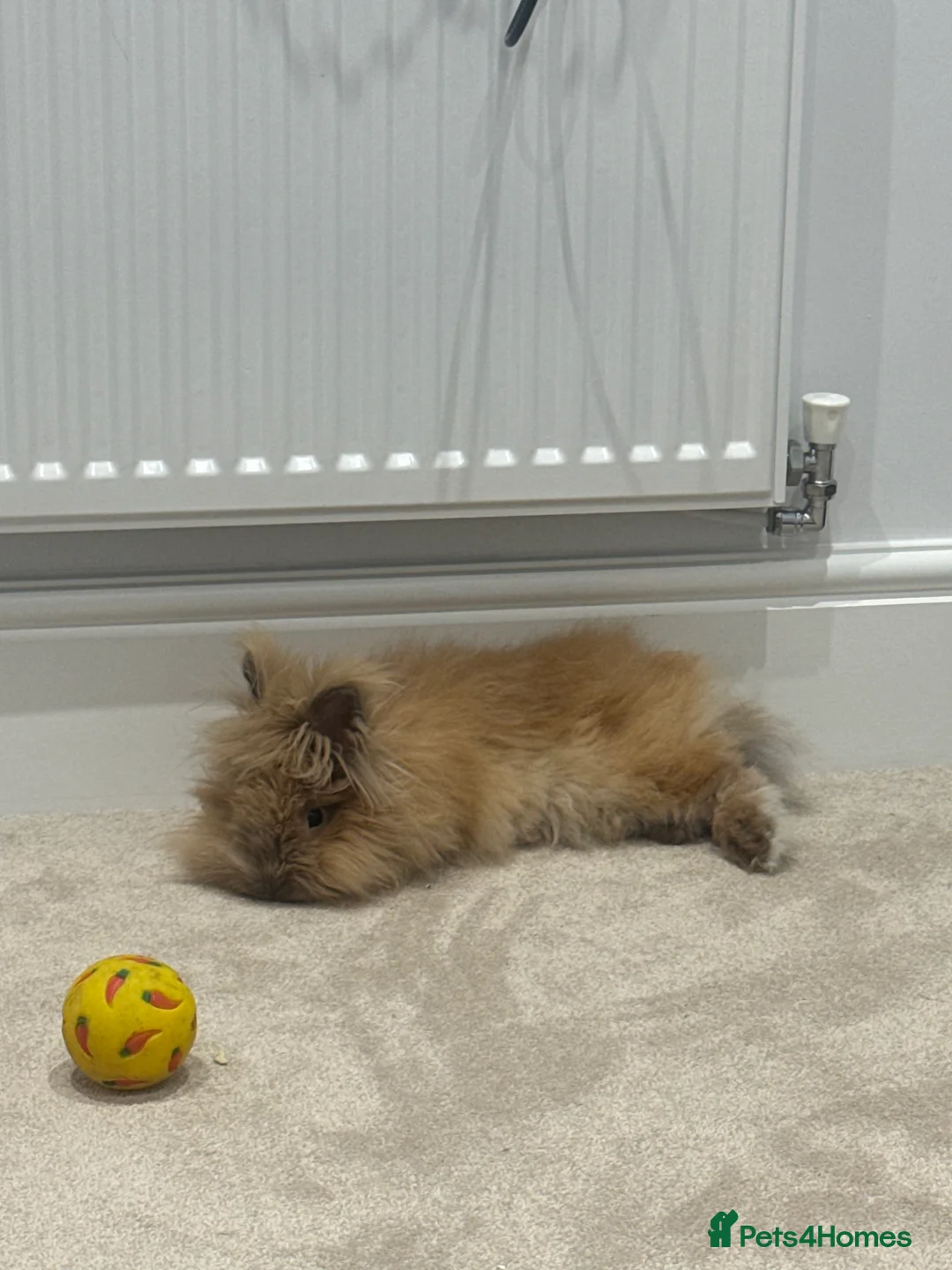 Lionhead rabbits for sale: Lionhead bunny  - Advert 2