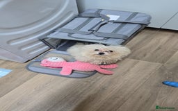 Bichon Frise dogs for sale: Bichon Frise Puppy Looking for a Loving Home - Image 12