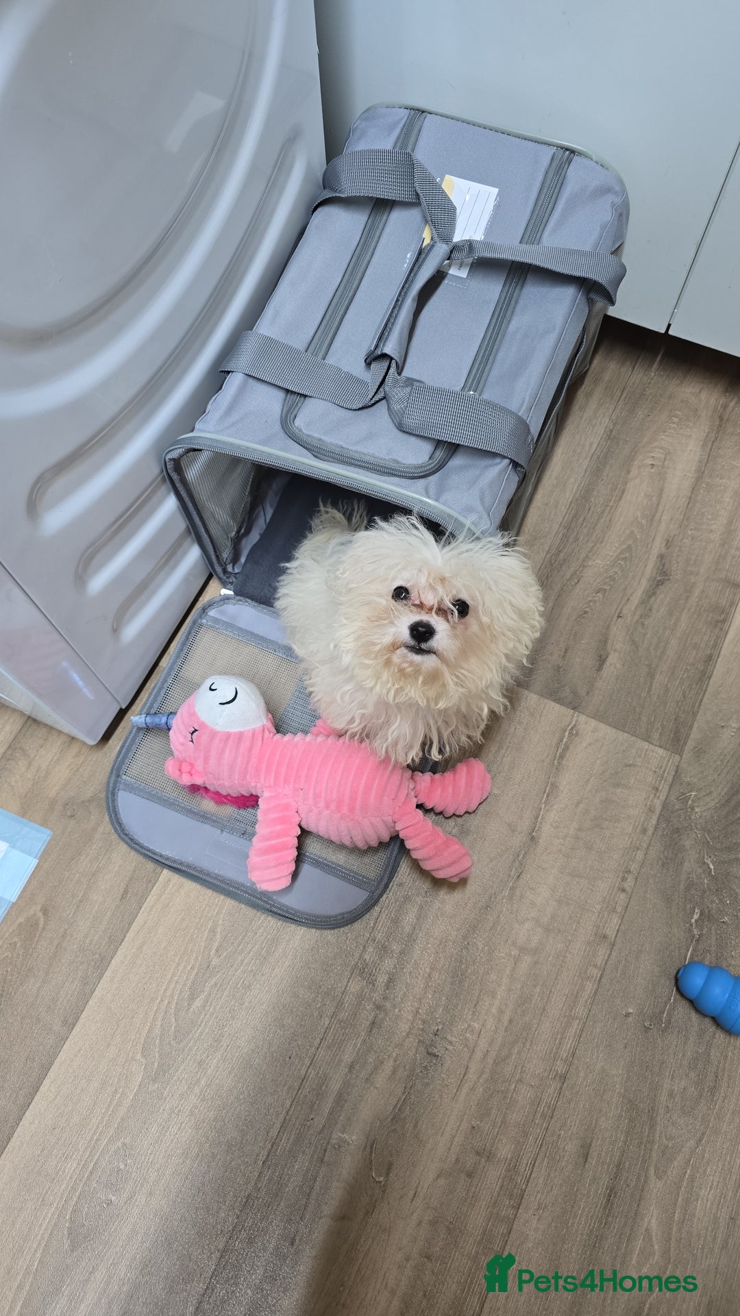Bichon Frise dogs for sale: Bichon Frise Puppy Looking for a Loving Home - Image 12