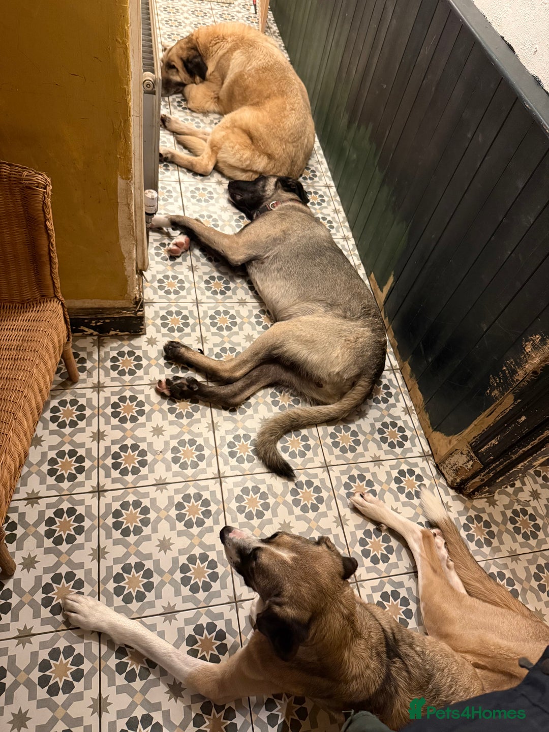 Mixed Breed dogs for sale: Rafeiro Alentejo  - Advert 3