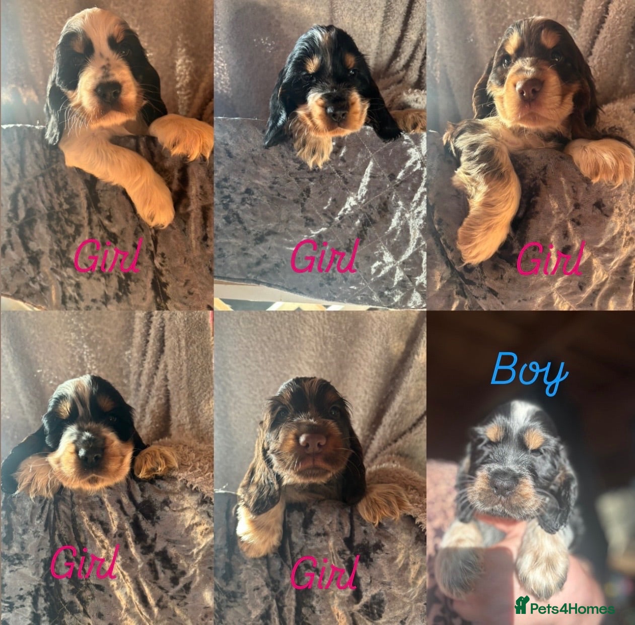 Cocker Spaniel dogs KC registered, health tested (Rizi Bizi line)  - Advert 2