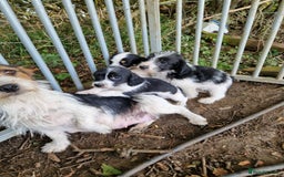 Mixed Breed dogs for sale: Jackapoo pups - Image 7