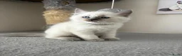 Ragdoll cats for sale: Ragdoll kittens - Advert 17