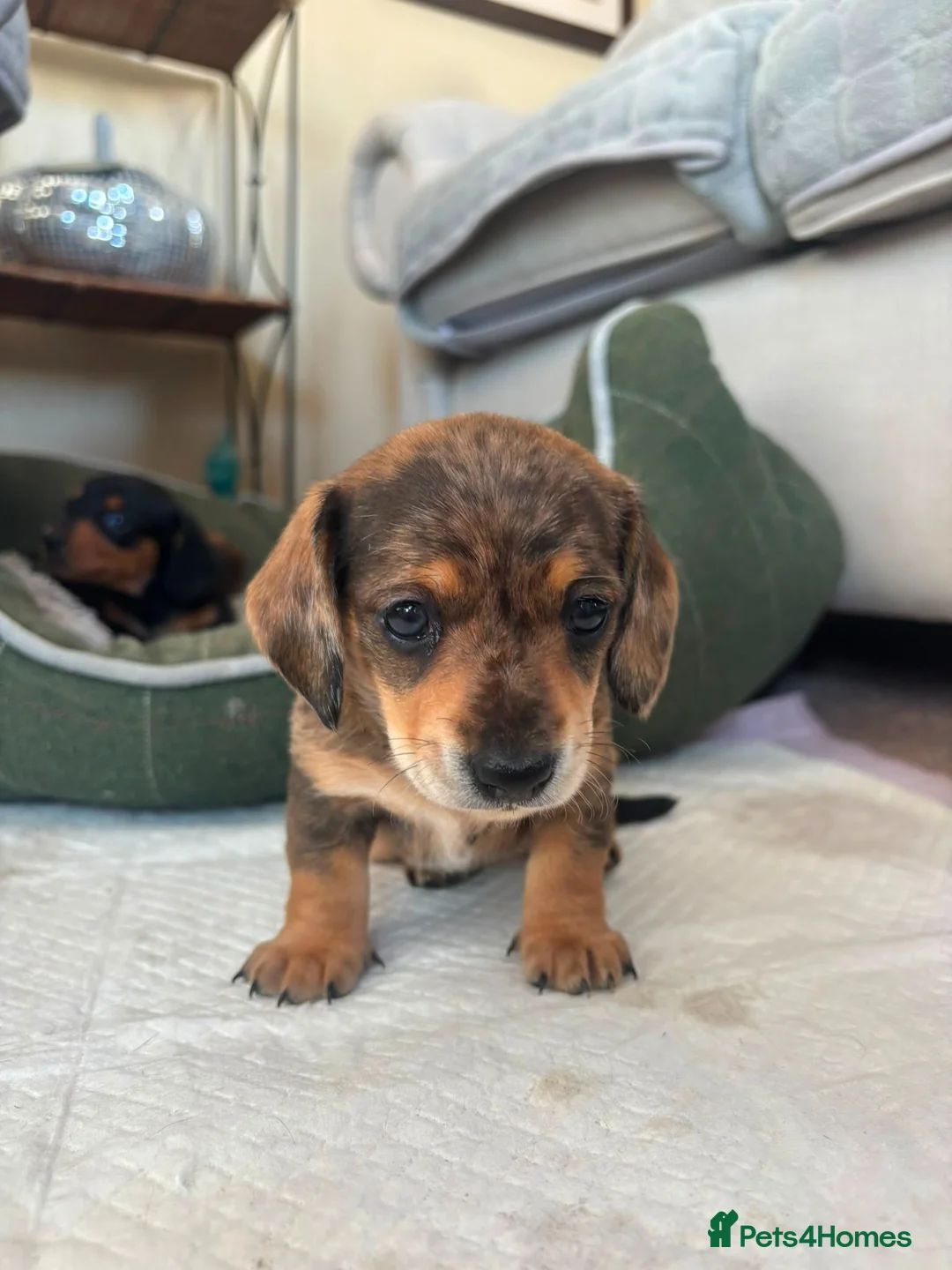 Dachshund dogs for sale: 2 beautiful cream dappled dachshund girls  - Advert 2