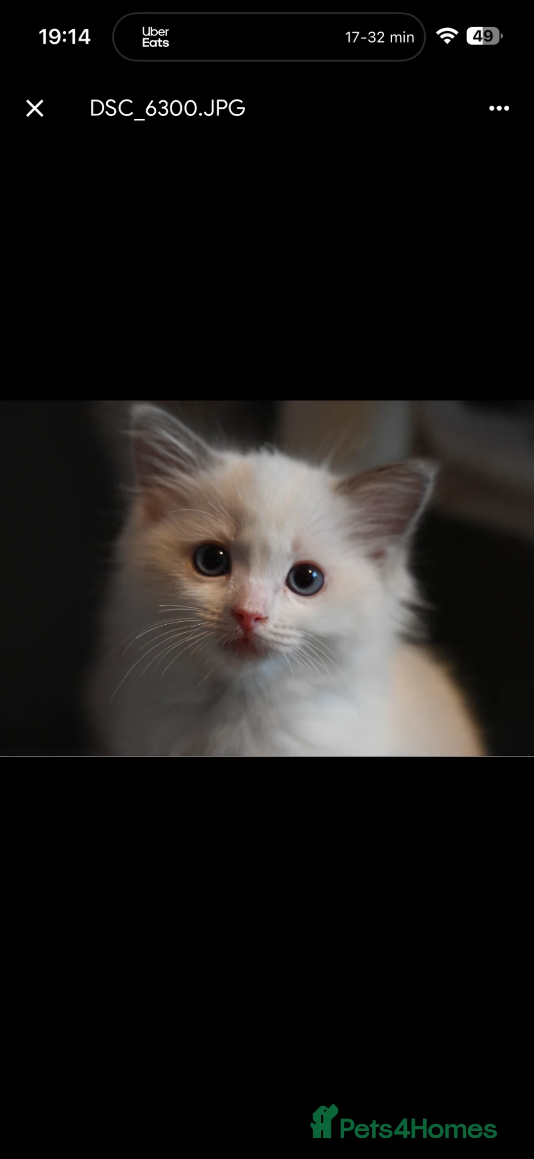 Ragdoll cats for sale: TICA reg Ragdoll – Blue Point & Bicolour  - Advert 1