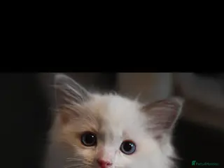 Ragdoll cats TICA reg Ragdoll – Blue Point & Bicolour - Advert 4