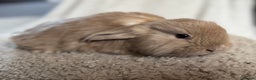 French Lop rabbits for sale: ❤️ Hand Raised French Lop Babies - Advert 8