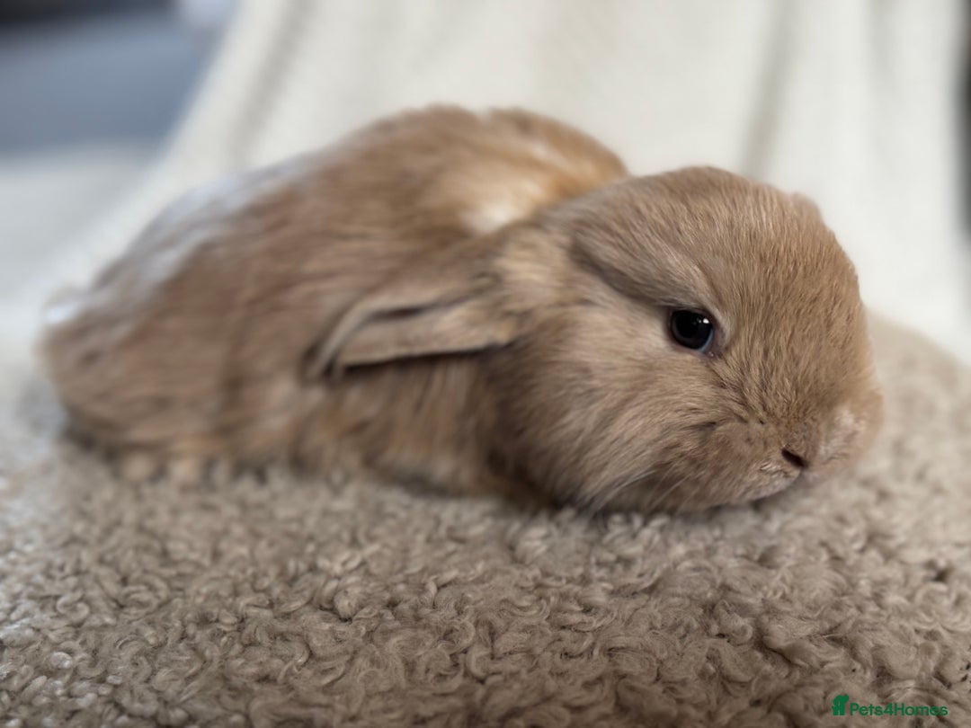 French Lop rabbits for sale: ❤️ Hand Raised French Lop Babies - Advert 8