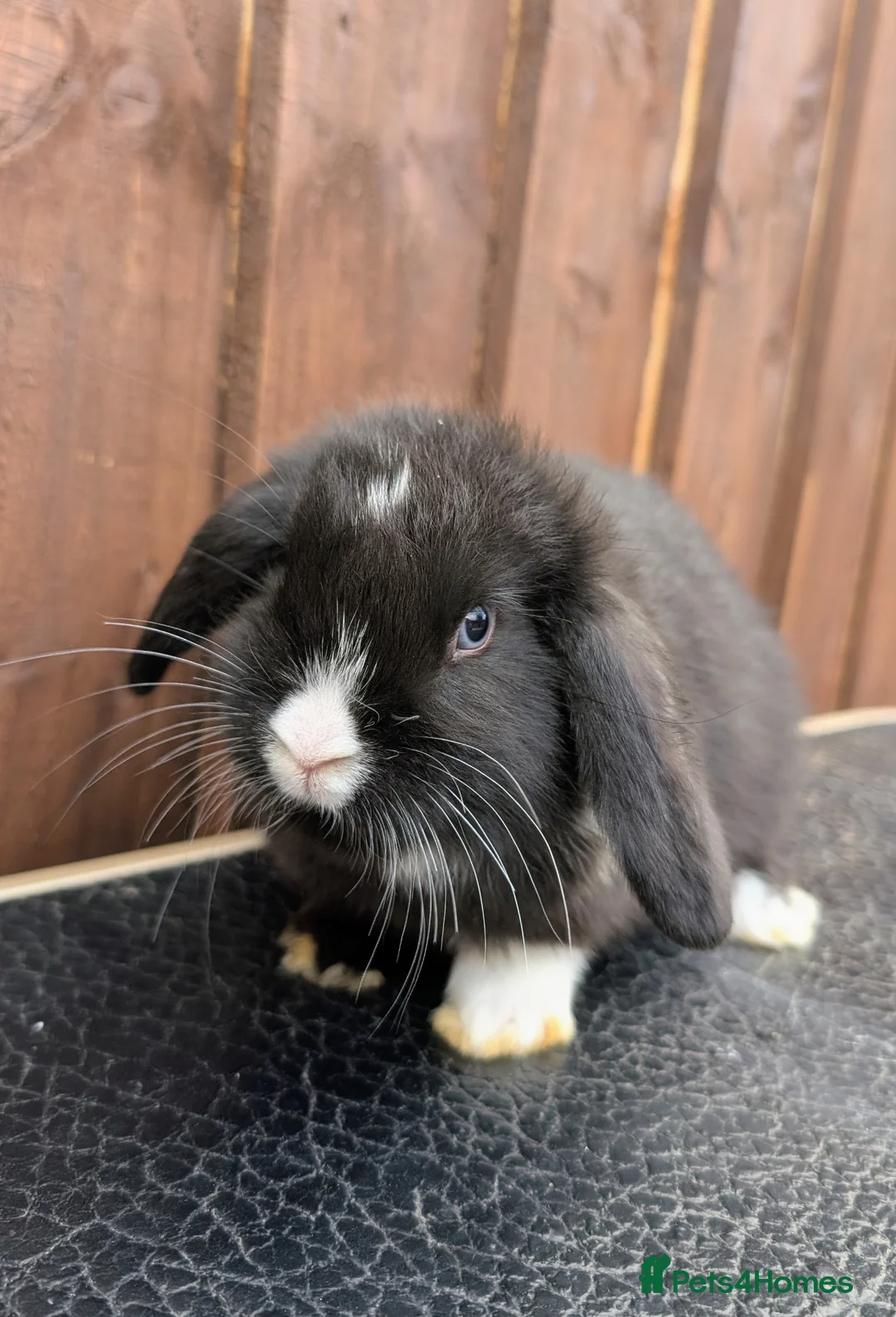 Mini Lop rabbits for sale: ❤️mini lop babies ❤️  - Advert 1