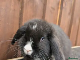 Mini Lop rabbits ❤️mini lop boy available ❤️ Ready 5th April - Advert 13