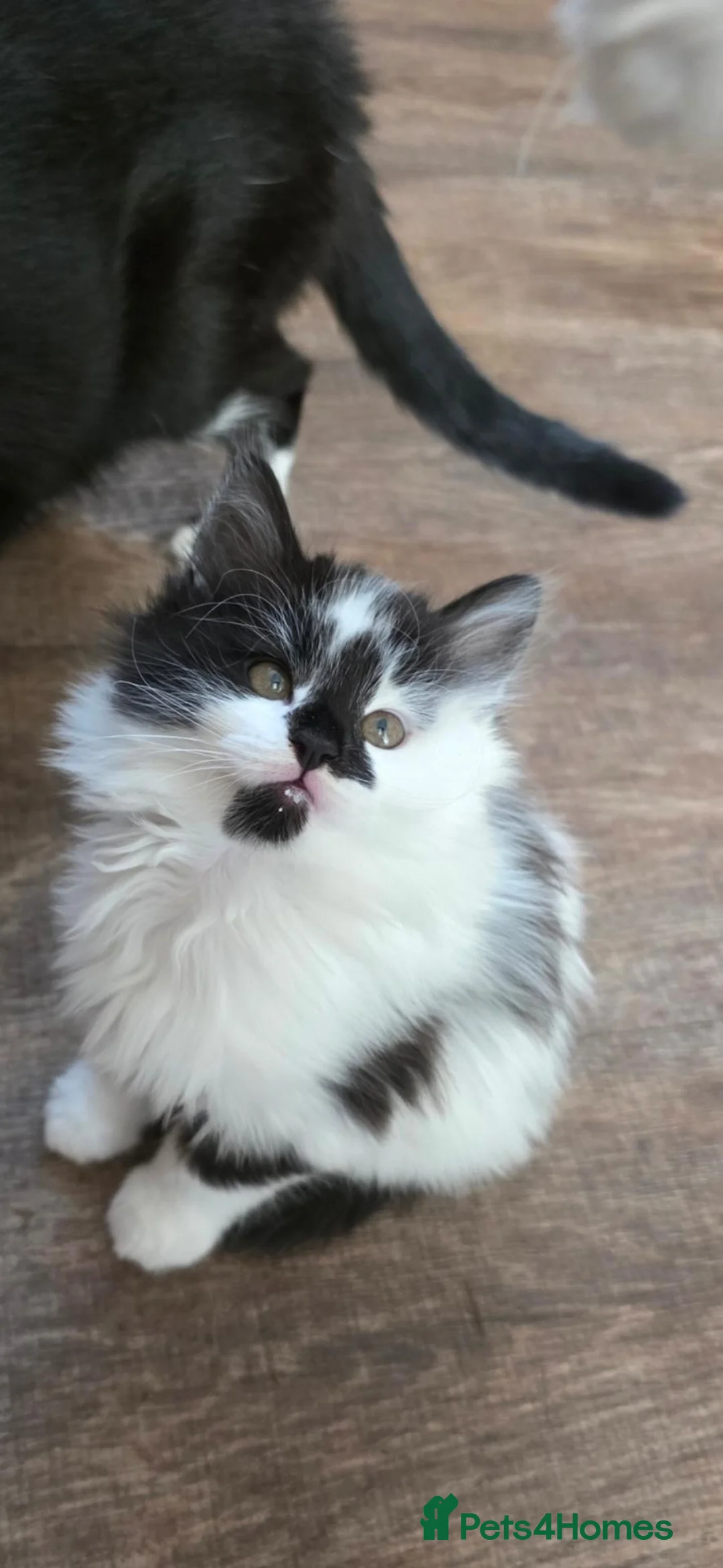 Mixed Breed cats for sale: 5 Adorable 3-Month-Old Kittens Need Loving Homes - Advert 2