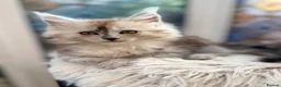 Maine Coon cats for sale: Beautiful high smoked blue & black smoked kittens  - Advert 16
