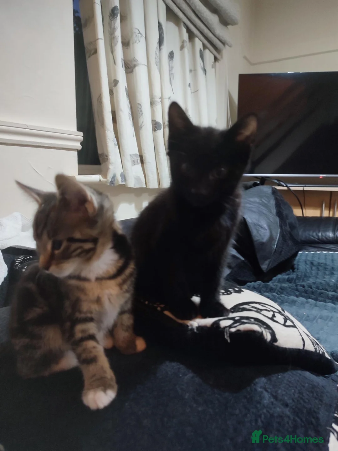 Mixed Breed cats for sale: Kittens for sale  in London - Advert 2