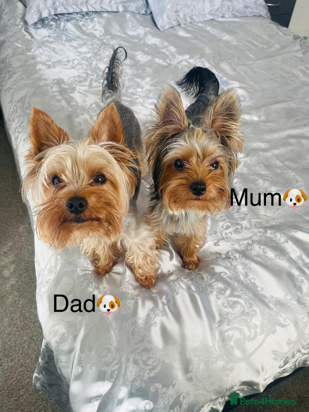 Yorkshire Terrier dogs for sale: Pedigree Yorkshire Puppies - Image 10