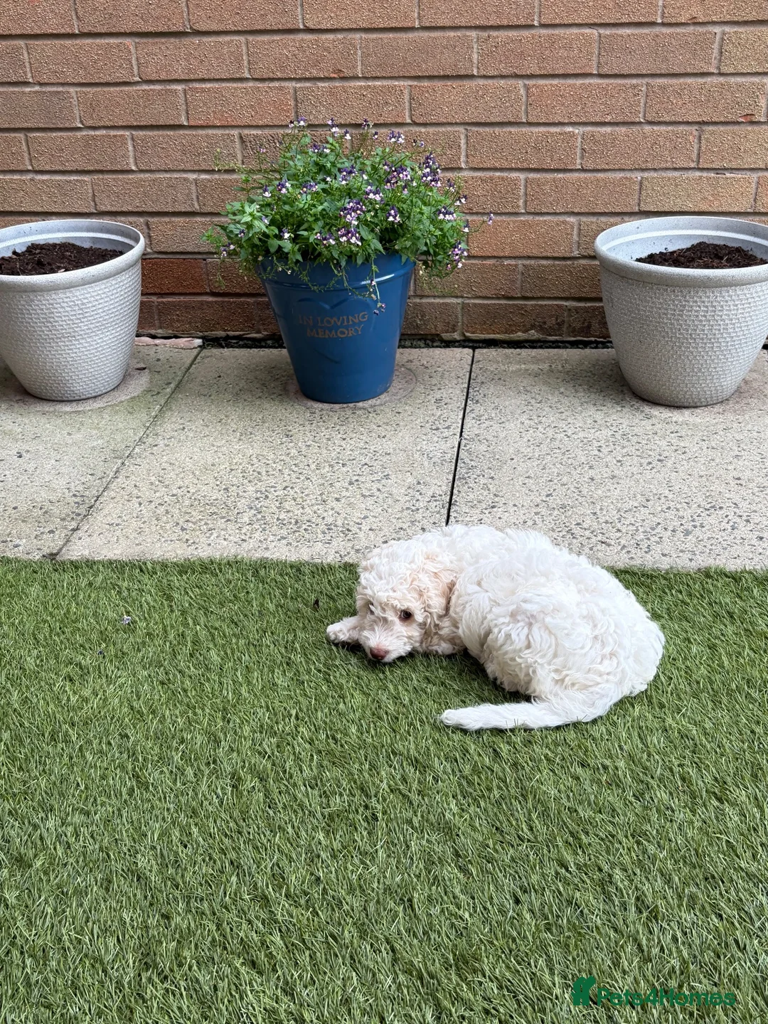 Cockapoo dogs for sale: Female cockapoo - Advert 2