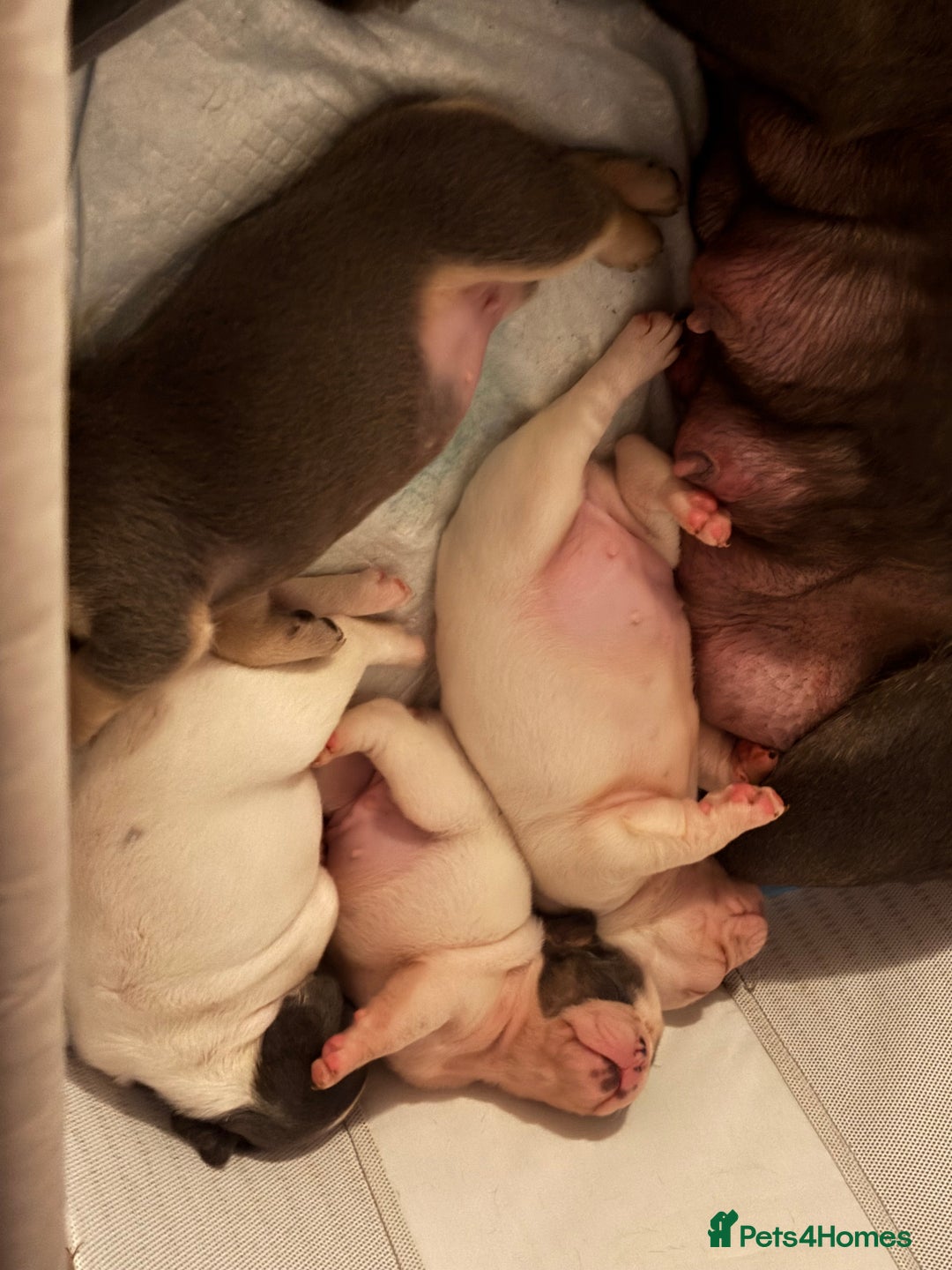 French Bulldog dogs for sale: Chunky French bulldog 3x girl puppies 23/10/25 - Image 9