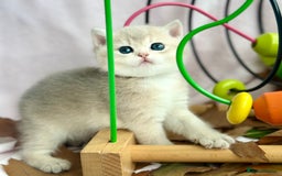 British Shorthair cats for sale: British Shorthair Golden kitten GCCF - Image 18