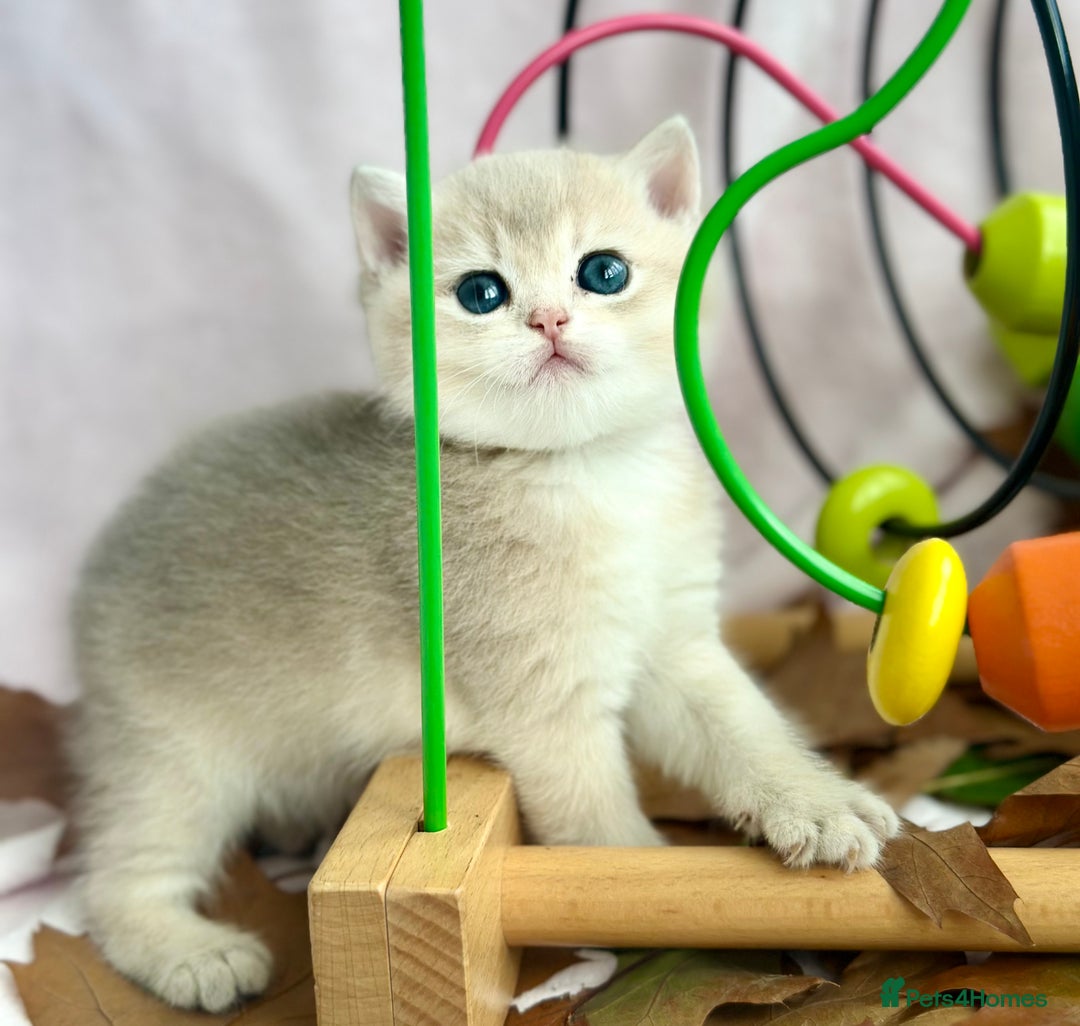 British Shorthair cats for sale: British Shorthair Golden kitten GCCF - Image 18