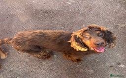 Cocker Spaniel dogs for sale: Gorgeous KC cocker spaniel puppies  - Image 9