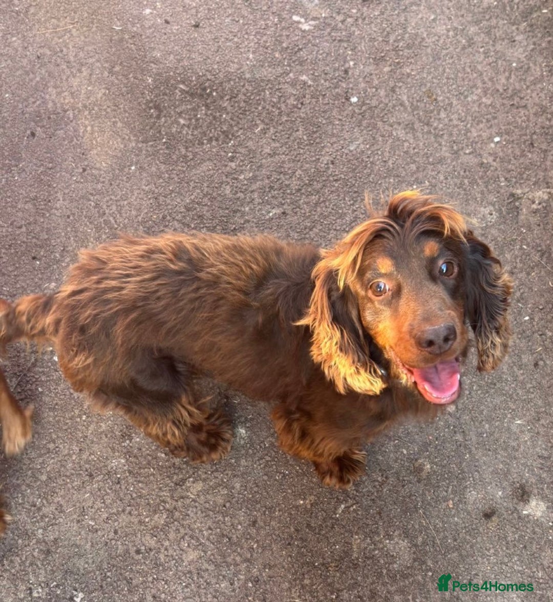 Cocker Spaniel dogs for sale: Gorgeous KC cocker spaniel puppies  - Image 9