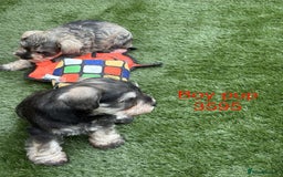 Miniature Schnauzer dogs for sale: Stunning litter of Miniature Schnauzer pups - Image 6