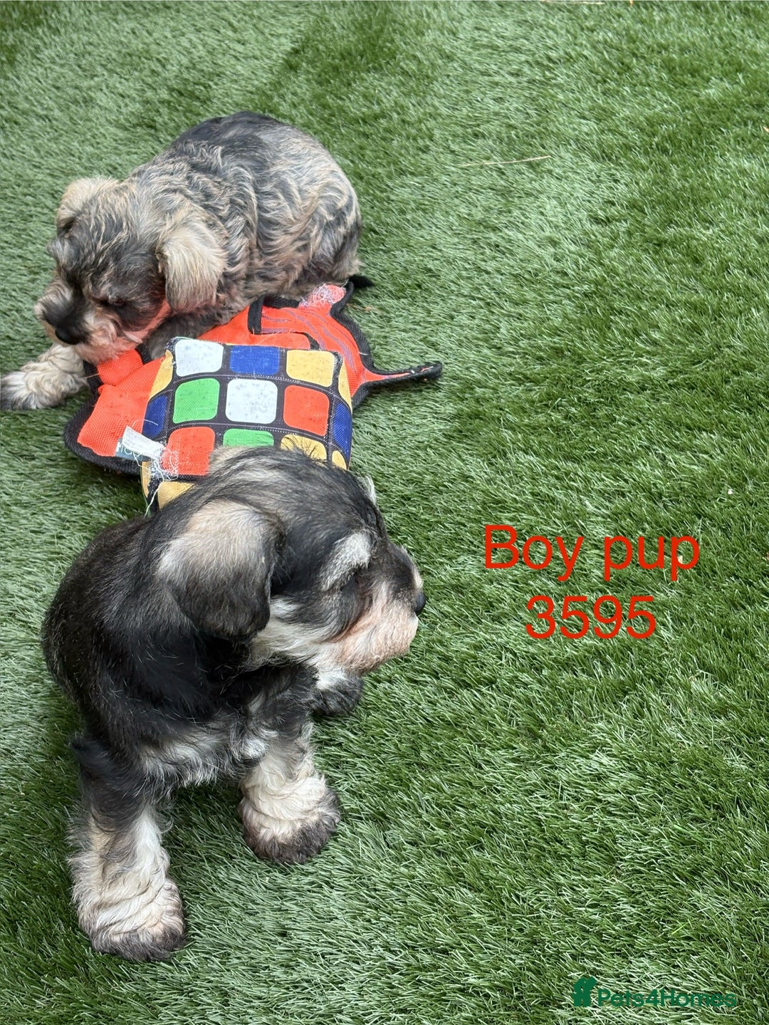 Miniature Schnauzer dogs for sale: Stunning litter of Miniature Schnauzer pups - Image 6