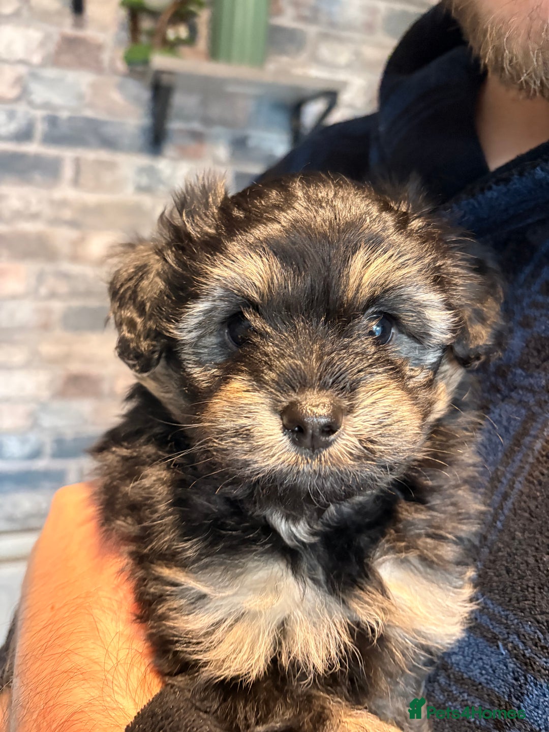 Mixed Breed dogs for sale: Cockapoo cross Pomeranian puppies for sale - Advert 8
