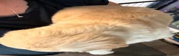 Golden Retriever dogs for sale: Chunky KC Golden Retriever Puppies - Advert 11