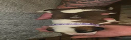 Saint Bernard dogs for sale: ONLY FEMALES LEFT!Saint Bernard Puppies For Sale🐶 - Advert 16