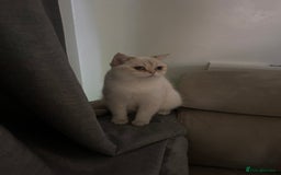 British Shorthair cats for sale: british shorthair Boys  - Image 4
