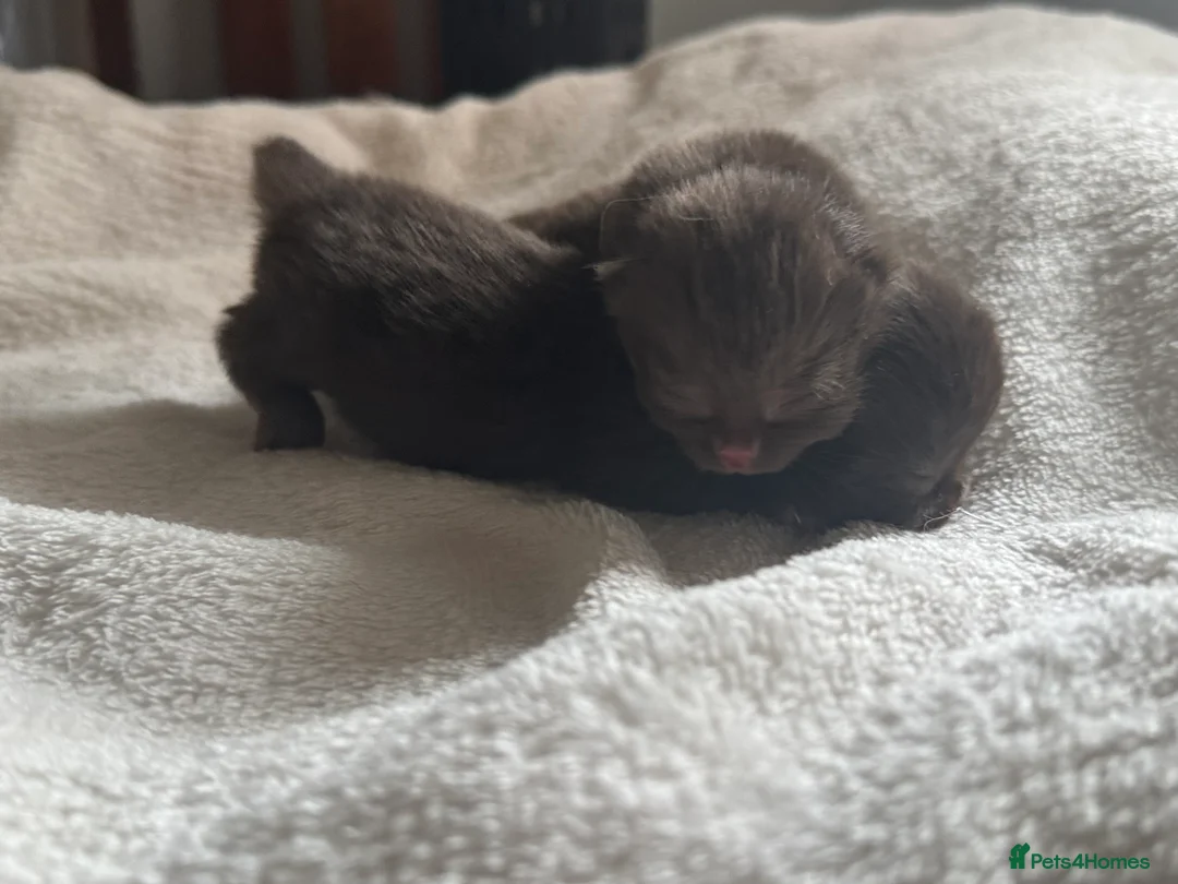 British Shorthair cats for sale: 🤎BSH kittens 💜TICA REG  in Chorley - Advert 6