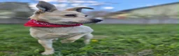 Mixed Breed dogs for adoption: ❤️🐶 STELLA – SMALL BODY, HUGE HEART, ENDLESS LOVE in Burton-on-Trent - Advert 10