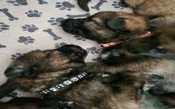 German Shepherd dogs for sale: 12 Czech KC Extensively Health Tested GSDs Puppies - Image 18